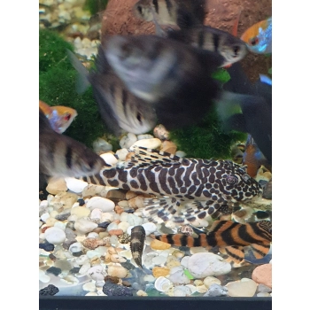 Zbrojnik Peckoltia Compta L134 - glonojad