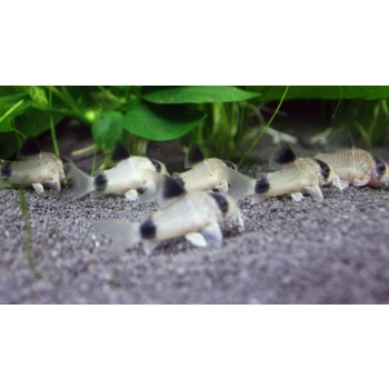 Kirysek panda - Corydoras panda