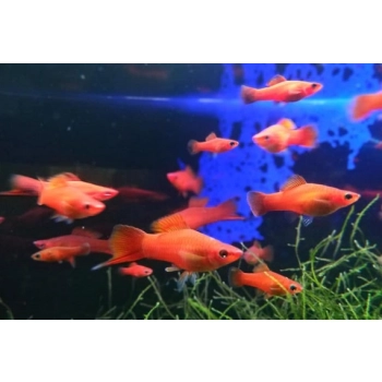 Mieczyk czerwony-Xiphophorus hellerii