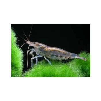 Krewetka Amano - Caridina multidentata