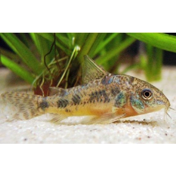 Kirysek pstry - Corydoras paleatus