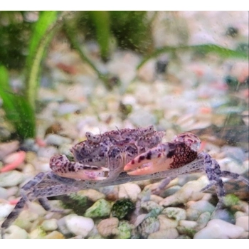 Krab Mekhong thelphusa w akwarium