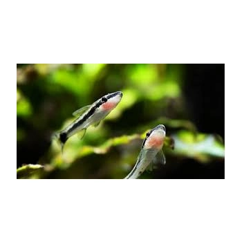 otosek przyujściowy - otocinclus affinis