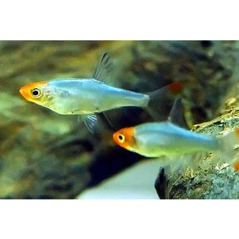 Razbora Naga - Sawbwa resplendens