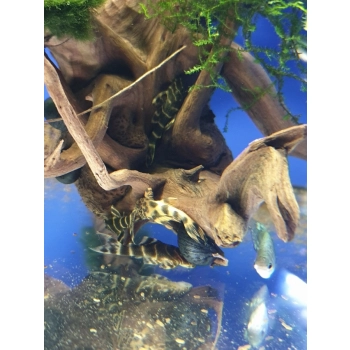 Zbrojnik L104 - Panaqolus maccus - Peckoltia maccus