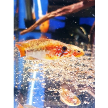 Pielęgniczka Macmasteri Czerwonogrzbieta - Apistogramma Macmasteri
