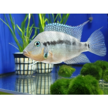 Pielęgnica Meeka - Thorichthys Meeki