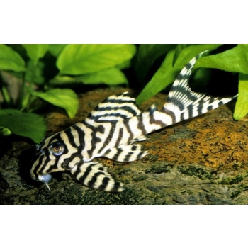 Zbrojnik Hypancistrus sp. L-236