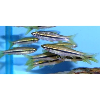 Rasbora Daniconius, Black line, Razbora smukła
