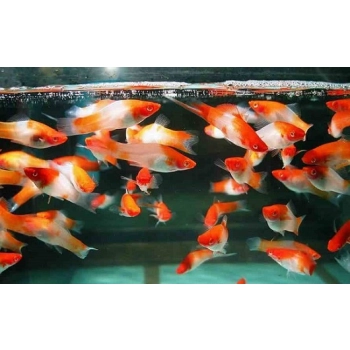 Mieczyk Koi-Xiphophorus helleri Koi