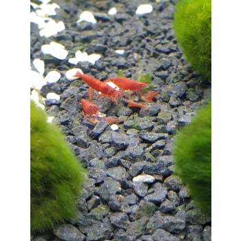 Krewetka Sakura Red - Neocaridina Davidi var. Sakura Red