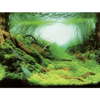 Aqua Nova Tło Dwustronne Do Akwarium Plants/Ocean L 100x50cm