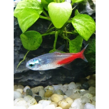 Neon Diamentowy - Paracheirodon innesi var. diamond