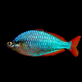 Tęczanka neonowa - Melanotaenia Praecox