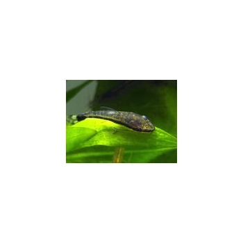 otosek przyujściowy - otocinclus affinis
