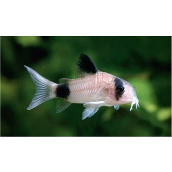 Kirysek panda - Corydoras panda