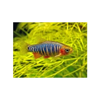 Danio erythromicron-Razbora erythromicron