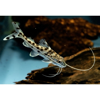 Mandi Mały - Pimelodus pictus