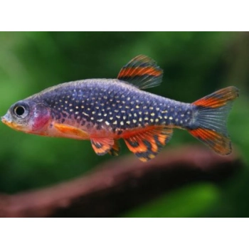 Razbora Galaxy - Niebiański Danio Perłowy - Danio margaritatus - Celestichthys margaritatus