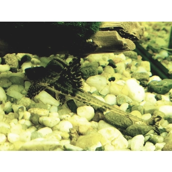 Loricaria sp. Rio Atabapo - zbrojnik z Rio Atabapo