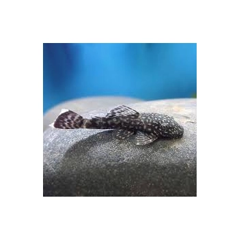 Zbrojnik pospolity - glonojad - Ancistrus sp