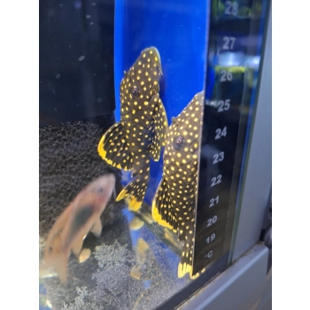 Zbrojnik L177 - Baryancistrus xanthellus Golden Nugget