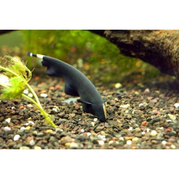 Duch amazoński - Apteronotus albifrons