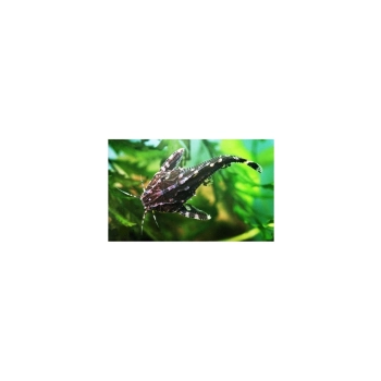 Kirys grzebykoczelny - Agamyxis pectinifrons