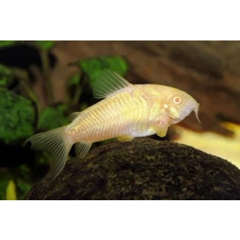 Kirysek Albinos - Corydoras Albino