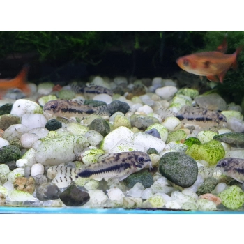 Kirysek Habrosus - Ryba Kirysek Malutki