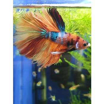 Bojownik samiec różne odmiany - Betta splendens