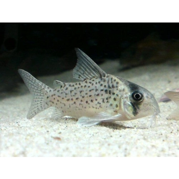 Kirysek Kanei - Corydoras Canei