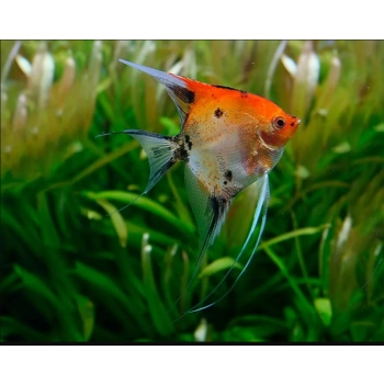 Skalar Koi Red Devil - Pterophyllum scalare