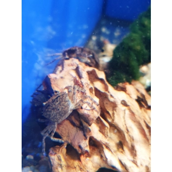 Krab Mekhong thelphusa