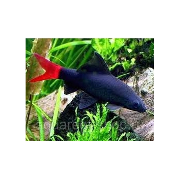 Grubowarg dwubarwny - Labeo bicolor - Epalzeorhynchos bicolor