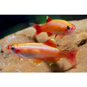Kardynałek złoty albinos - Tanichthys albonubes var. GOLD