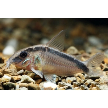 Kirysek strumieniowy - Corydoras arcuatus