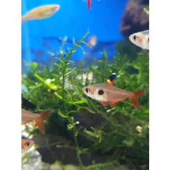 Fantom czerwony (Barwieniec czerwony) - Hyphessobrycon Sweglesi