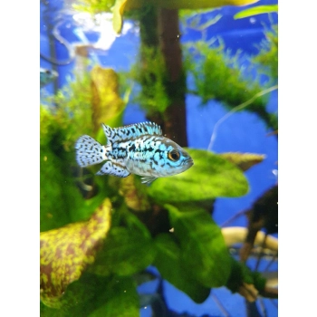 Pielęgnica Electric Blue Jack Dempsey - Rocio octofasciata