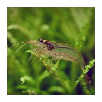Krewetka Amano - Caridina multidentata