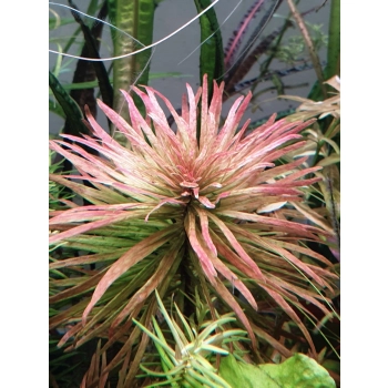 Ludwigia Inclinata var. verticillata Cuba - koszyk
