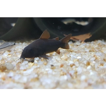 Kirysek czarny - Corydoras aeneus Black