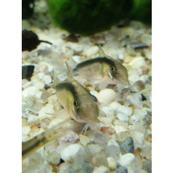 Kirysek strumieniowy - Corydoras arcuatus