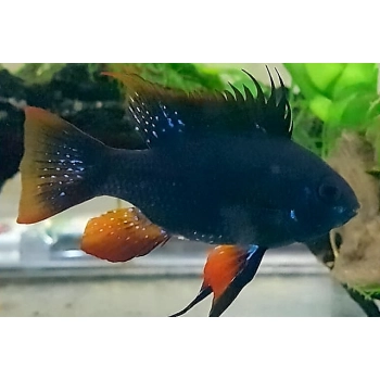 Pielegniczka Ramireza czarna - Mikrogeophagus ramirezi super black