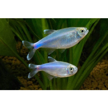 Tetra niebieska (Maranka) - Boehlkea fredcochui