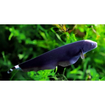 Duch amazoński - Apteronotus albifrons