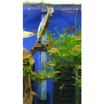 Razbora Galaxy - Niebiański Danio Perłowy - Danio margaritatus - Celestichthys margaritatus