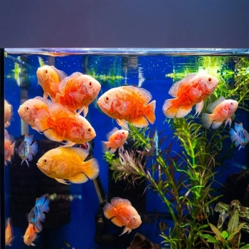 Pielęgnica Oscar Red Albino (Astronotus ocellatus) w akwarium – sklep Akwareks