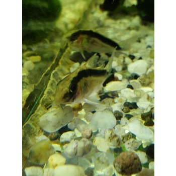 Kirysek strumieniowy - Corydoras arcuatus
