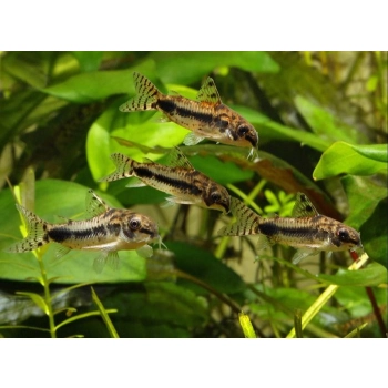 Kirysek Habrosus - Ryba Kirysek Malutki